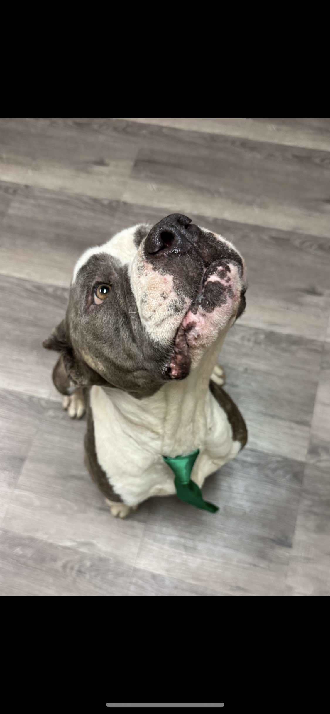 Titan 2, an adoptable English Bulldog in Arlee, MT, 59821 | Photo Image 2