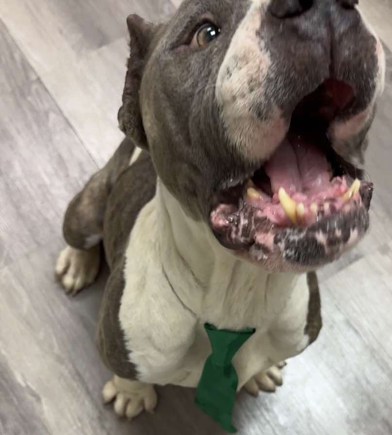 Titan 2, an adoptable English Bulldog in Arlee, MT, 59821 | Photo Image 4