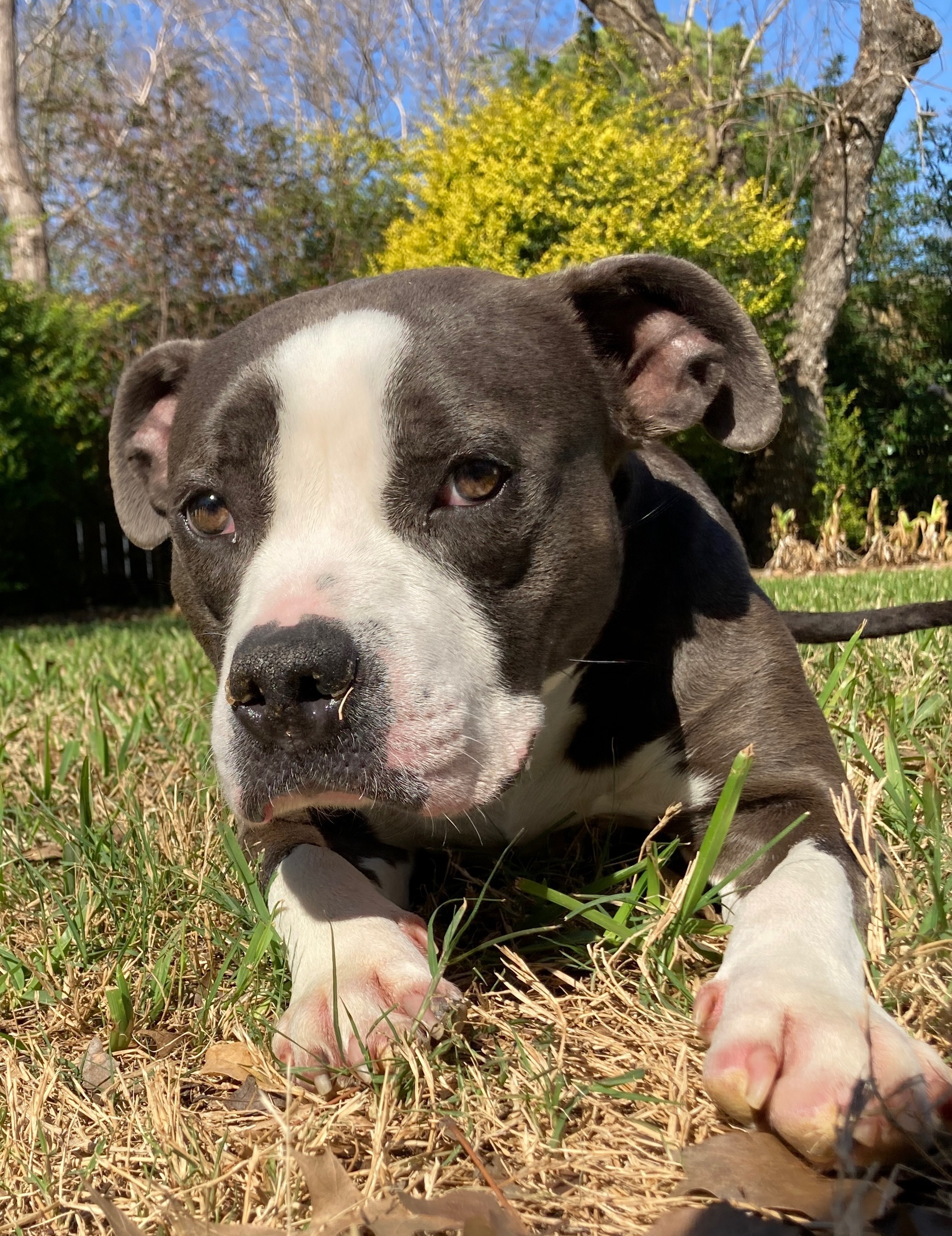 Afi, an adoptable American Staffordshire Terrier in Arlee, MT, 59821 | Photo Image 1