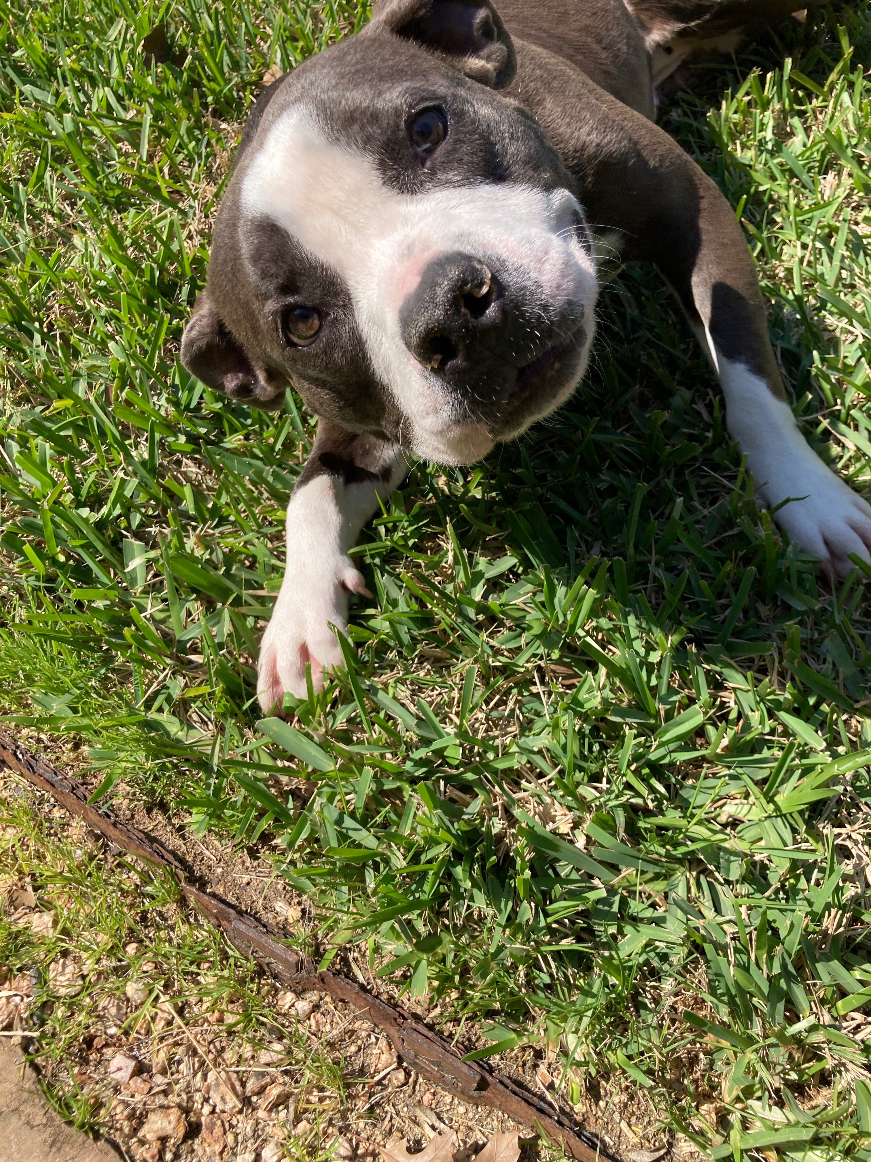Afi, an adoptable American Staffordshire Terrier in Arlee, MT, 59821 | Photo Image 2
