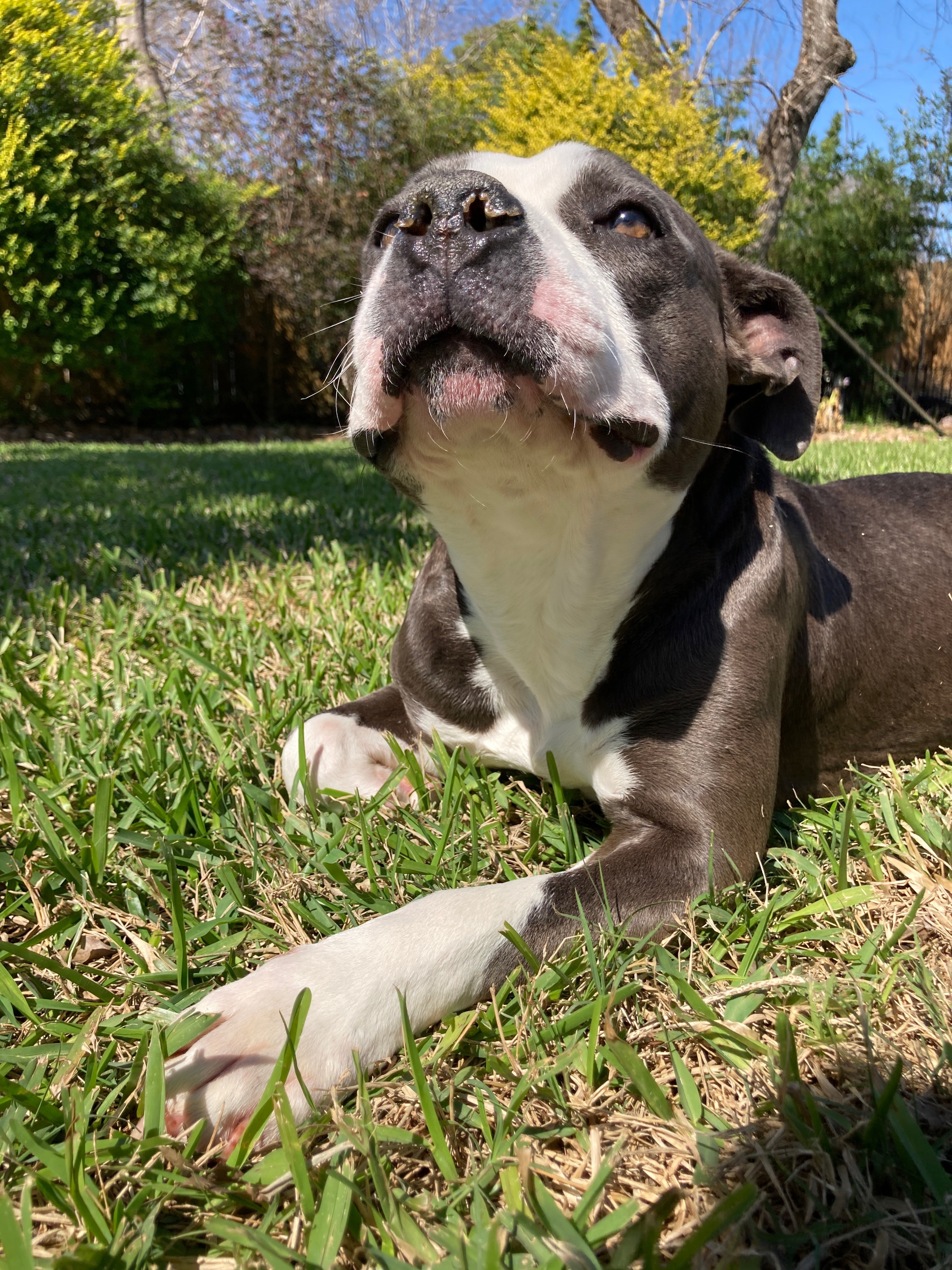Afi, an adoptable American Staffordshire Terrier in Arlee, MT, 59821 | Photo Image 3