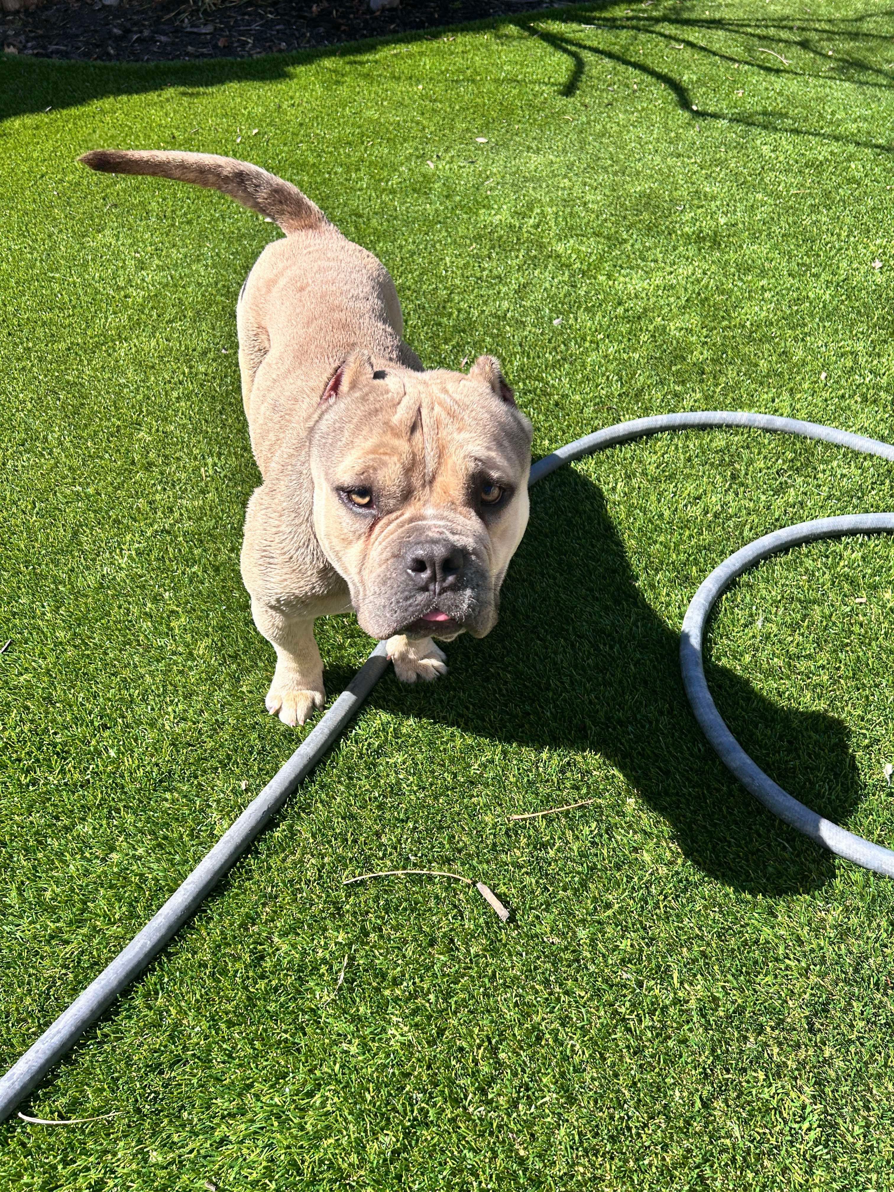 Tank 3, an adoptable English Bulldog in Arlee, MT, 59821 | Photo Image 1