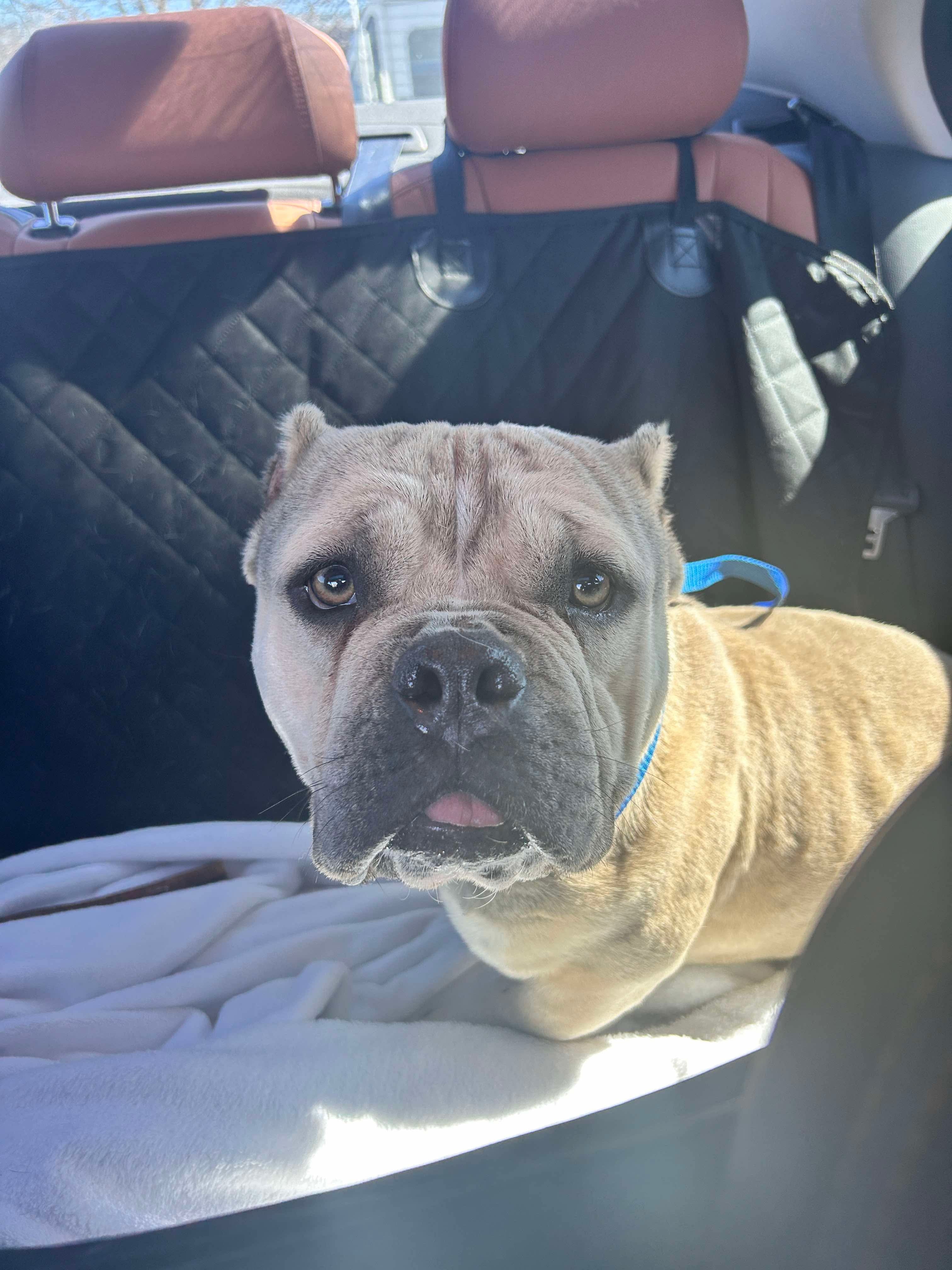 Tank 3, an adoptable English Bulldog in Arlee, MT, 59821 | Photo Image 2