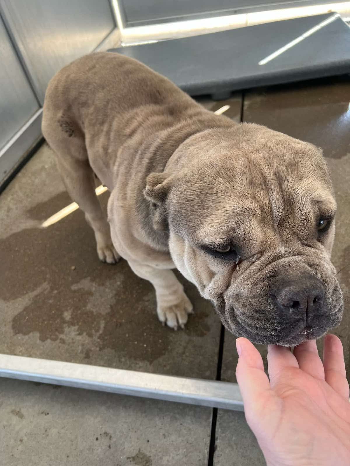 Tank 3, an adoptable English Bulldog in Arlee, MT, 59821 | Photo Image 3