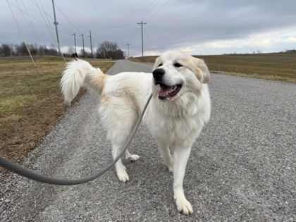 Bo