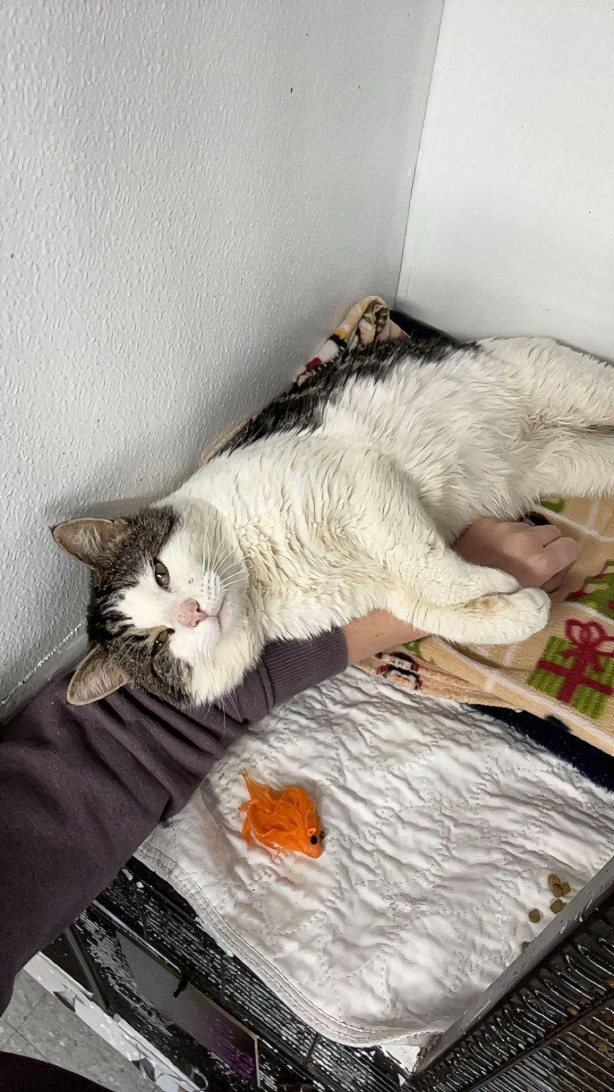 Big White, an adoptable Domestic Short Hair in Dillon, MT, 59725 | Photo Image 1