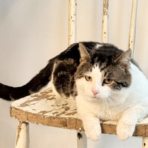 Big White, an adoptable Domestic Short Hair in Dillon, MT, 59725 | Photo Image 2