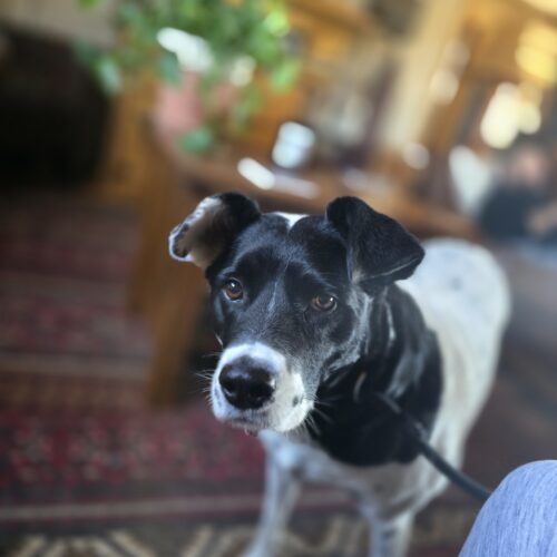 Bella