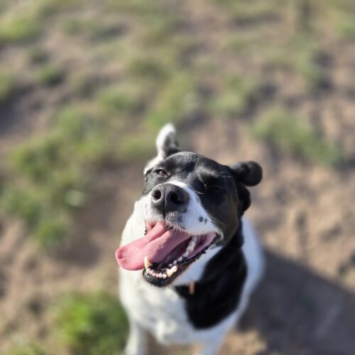 Bella