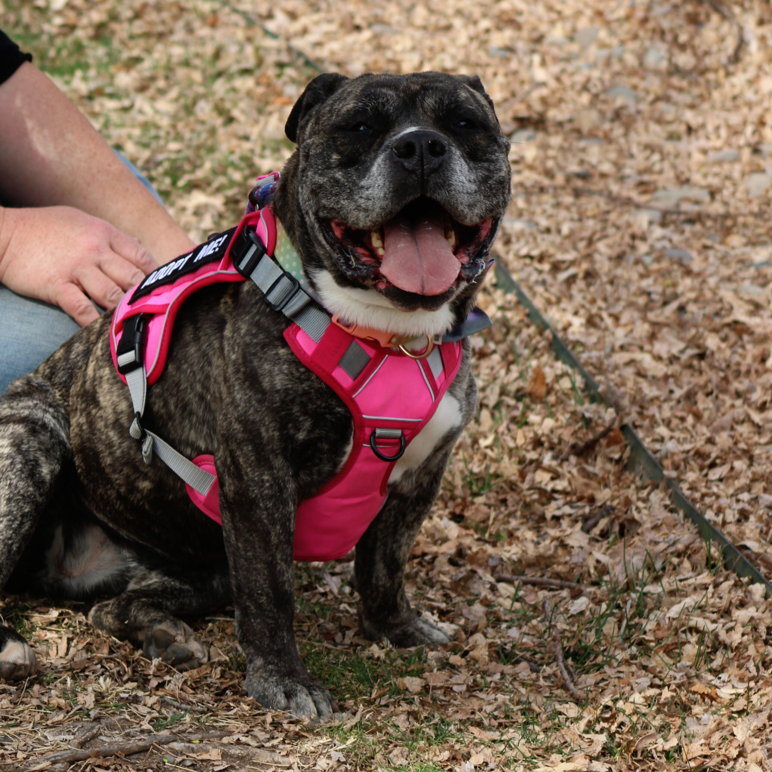 Ava, an adoptable English Bulldog, Mixed Breed in Grand Junction, CO, 81503 | Photo Image 1