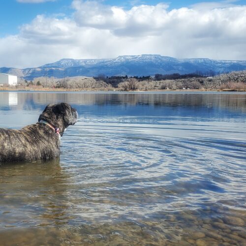 Ava, an adoptable English Bulldog, Mixed Breed in Grand Junction, CO, 81503 | Photo Image 2