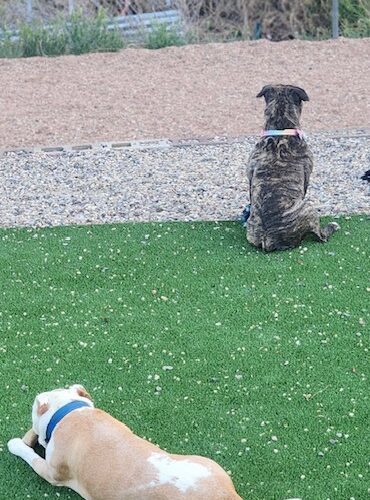 Ava, an adoptable English Bulldog, Mixed Breed in Grand Junction, CO, 81503 | Photo Image 3
