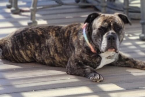 Ava, an adoptable English Bulldog, Mixed Breed in Grand Junction, CO, 81503 | Photo Image 4