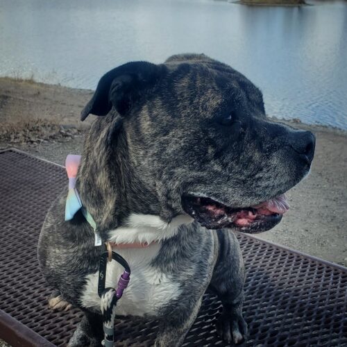 Ava, an adoptable English Bulldog, Mixed Breed in Grand Junction, CO, 81503 | Photo Image 6