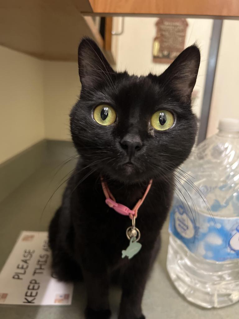 Sweet Pea, an adoptable Domestic Short Hair in Las Vegas, NV, 89130 | Photo Image 1