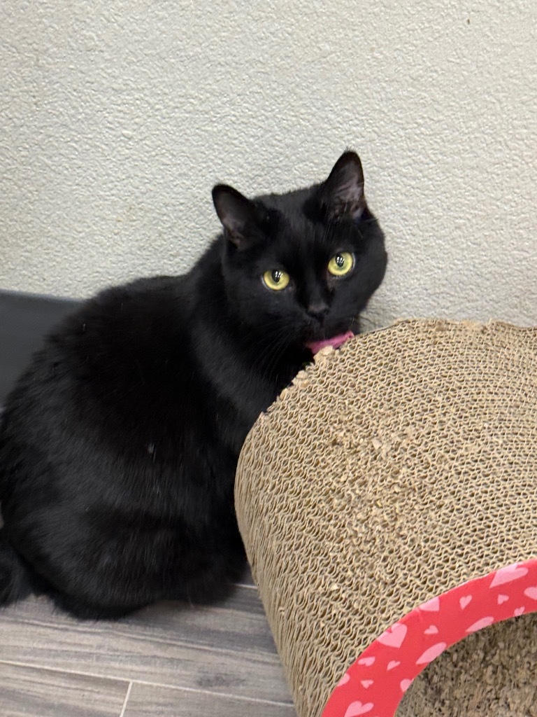 Sweet Pea, an adoptable Domestic Short Hair in Las Vegas, NV, 89130 | Photo Image 2