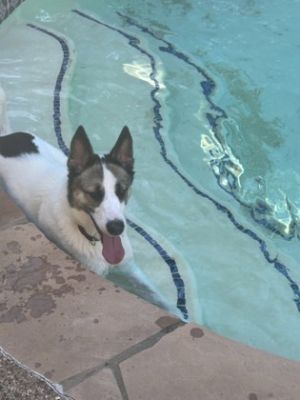 Daytona, Adult Female Akita