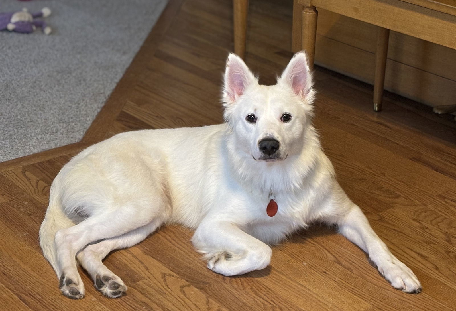 Kilo #2, an adoptable Samoyed in Aurora, CO, 80012 | Photo Image 1