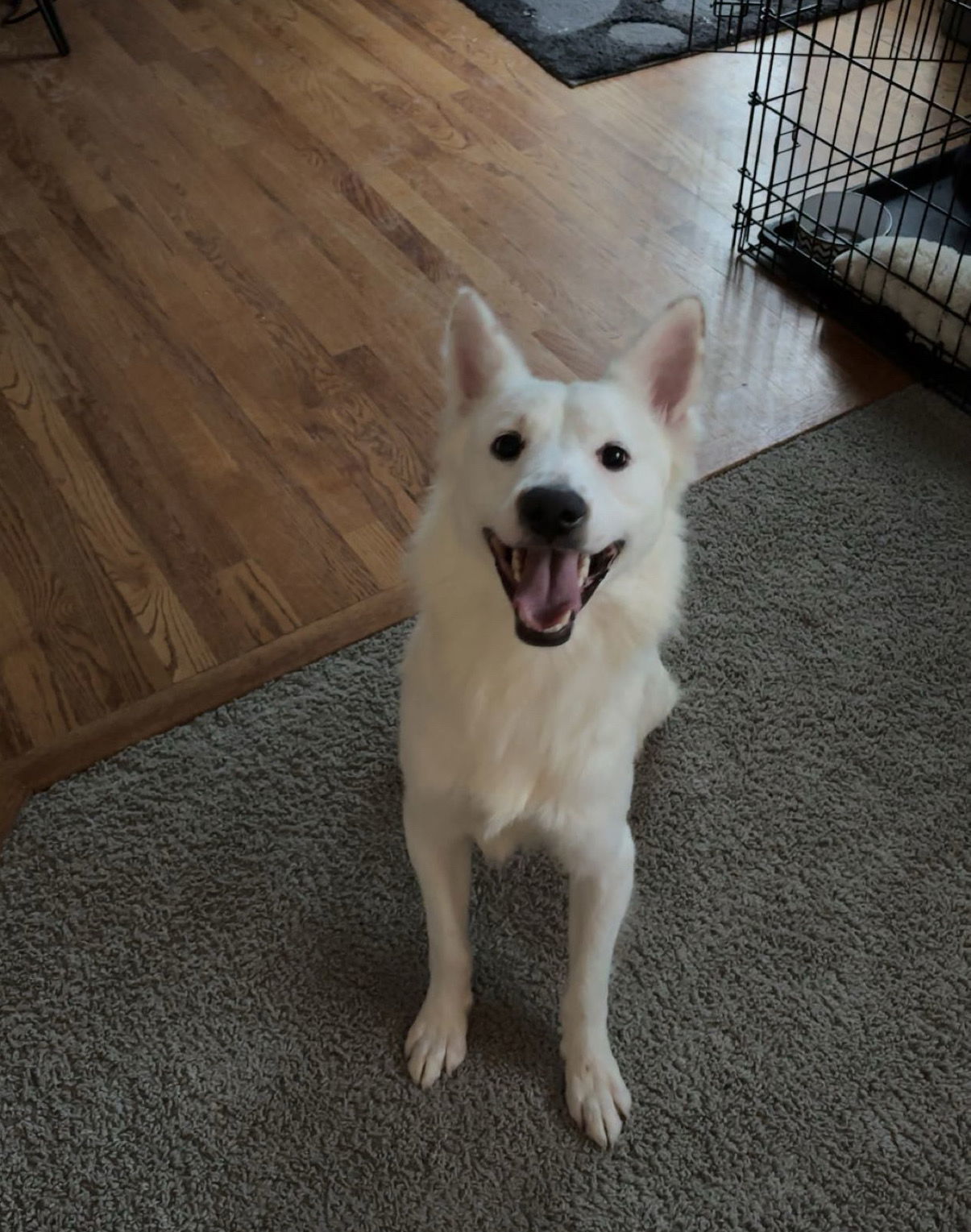Kilo #2, an adoptable Samoyed in Aurora, CO, 80012 | Photo Image 2