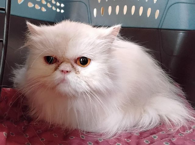 LILY, an adoptable Persian in Powder Springs, GA, 30127 | Photo Image 1