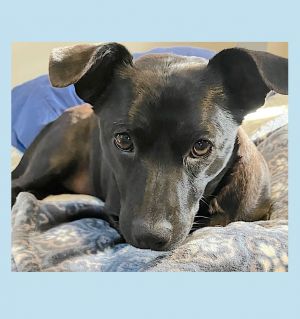 Ruby Lynn is an adorable 2-year-old low rider with short legs and a bit of a longer body than you
