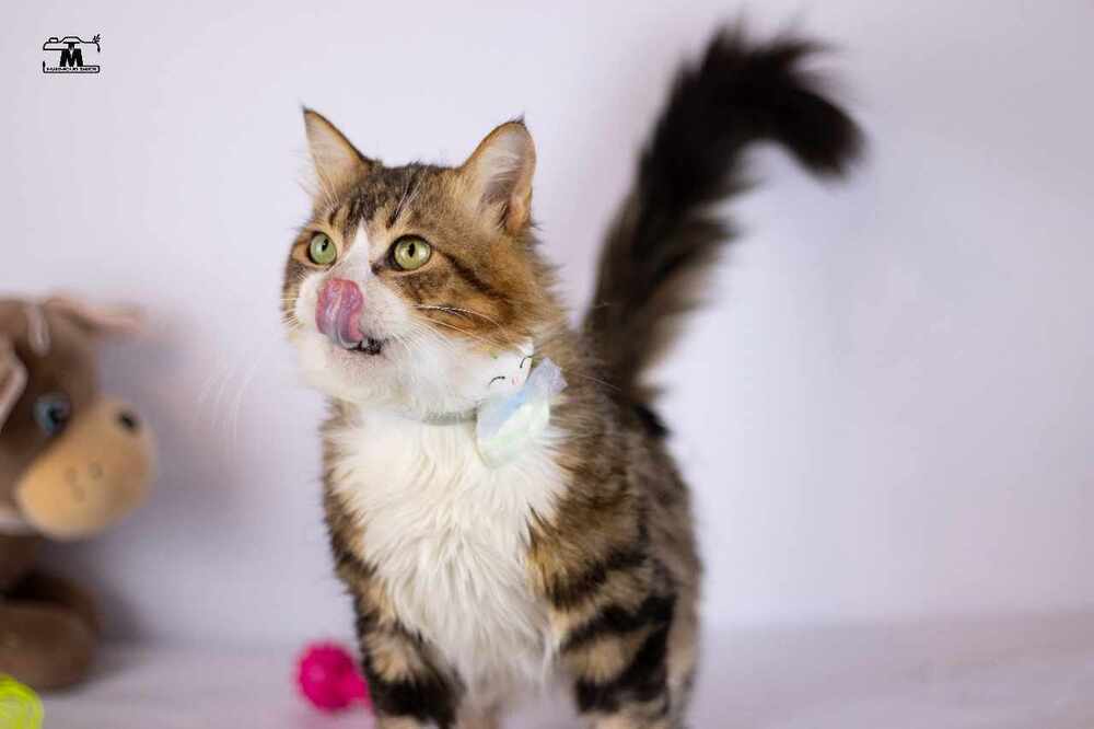 Tiger male 2 years, an adoptable Egyptian Mau, Persian in WOLCOTT, CT, 06716 | Photo Image 2