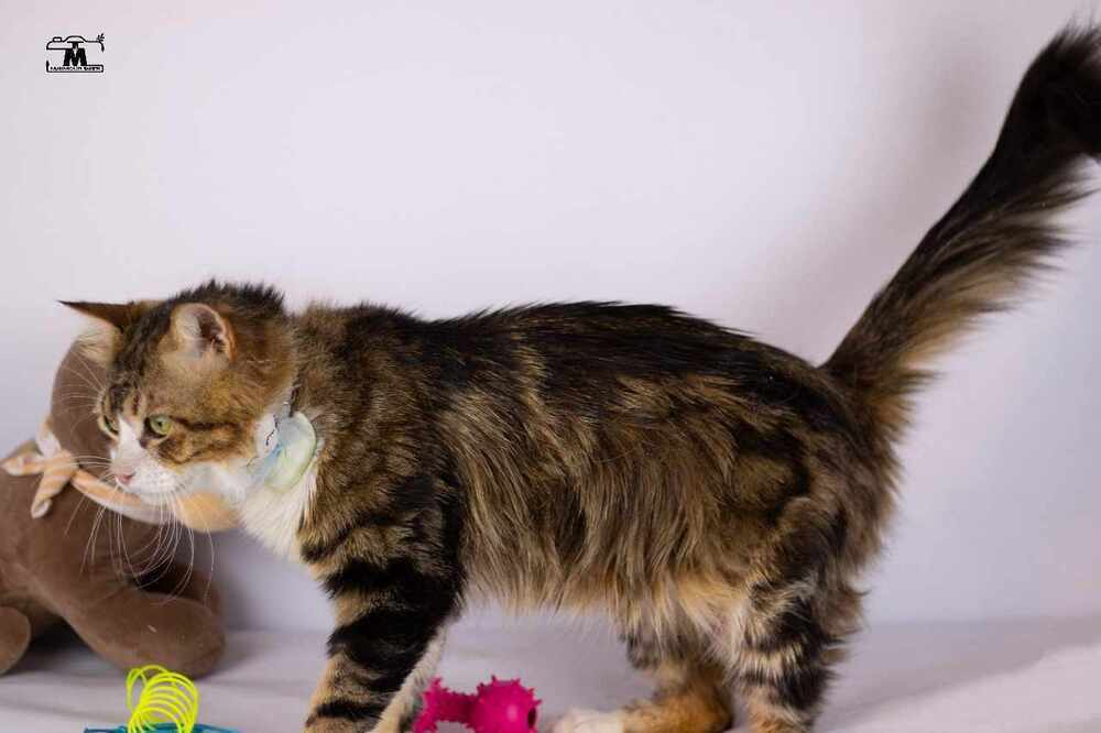 Tiger male 2 years, an adoptable Egyptian Mau, Persian in WOLCOTT, CT, 06716 | Photo Image 3