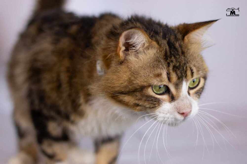 Tiger male 2 years, an adoptable Egyptian Mau, Persian in WOLCOTT, CT, 06716 | Photo Image 4