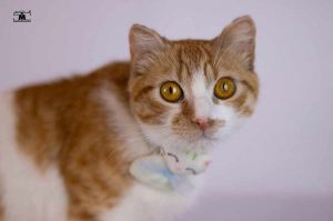Tiko one year old, Adult Male unknown
