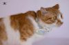 Tiko one year old photo 2