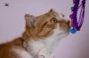 Tiko one year old photo 3