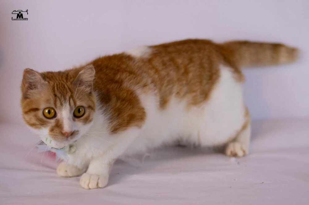 Tiko one year old