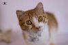 Tiko one year old photo 5