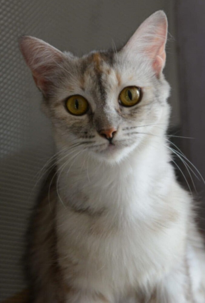 Amar, an adoptable Egyptian Mau, Persian in WOLCOTT, CT, 06716 | Photo Image 2