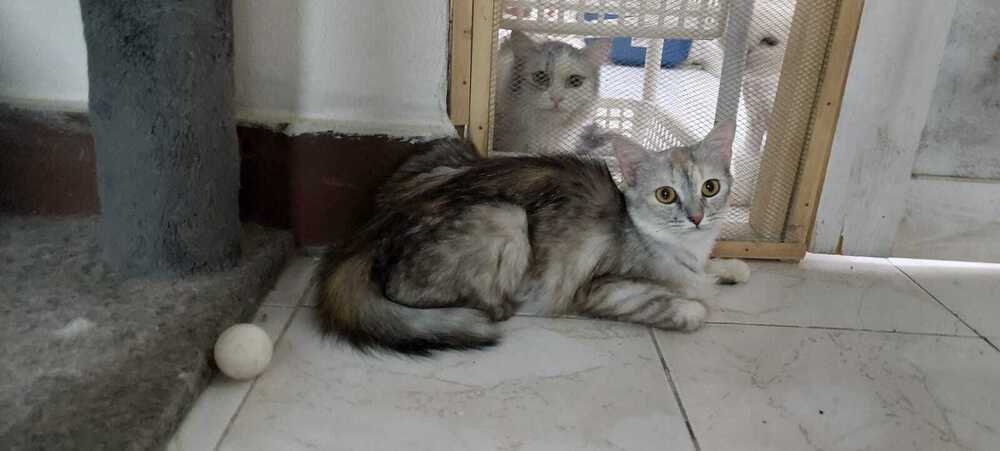 Amar, an adoptable Egyptian Mau, Persian in WOLCOTT, CT, 06716 | Photo Image 5