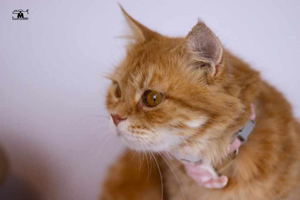 Dolly, an adoptable Egyptian Mau, Persian in WOLCOTT, CT, 06716 | Photo Image 1