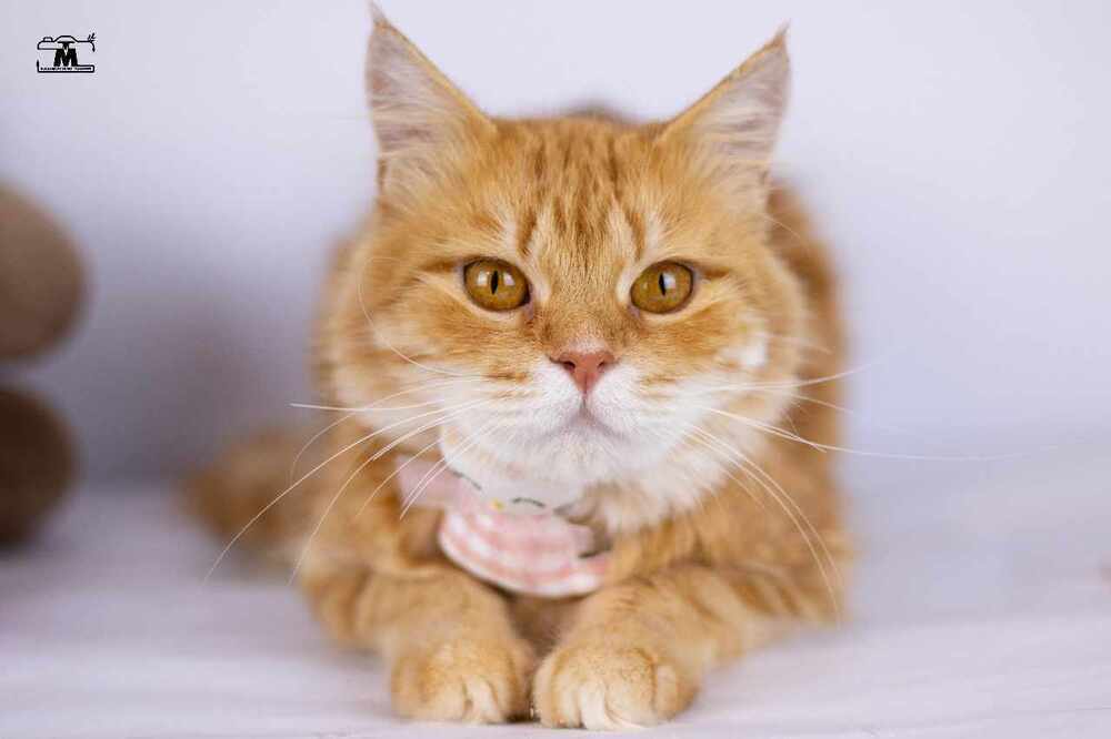 Dolly, an adoptable Egyptian Mau, Persian in WOLCOTT, CT, 06716 | Photo Image 2