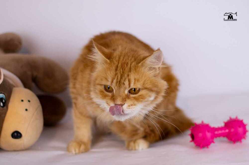 Dolly, an adoptable Egyptian Mau, Persian in WOLCOTT, CT, 06716 | Photo Image 3