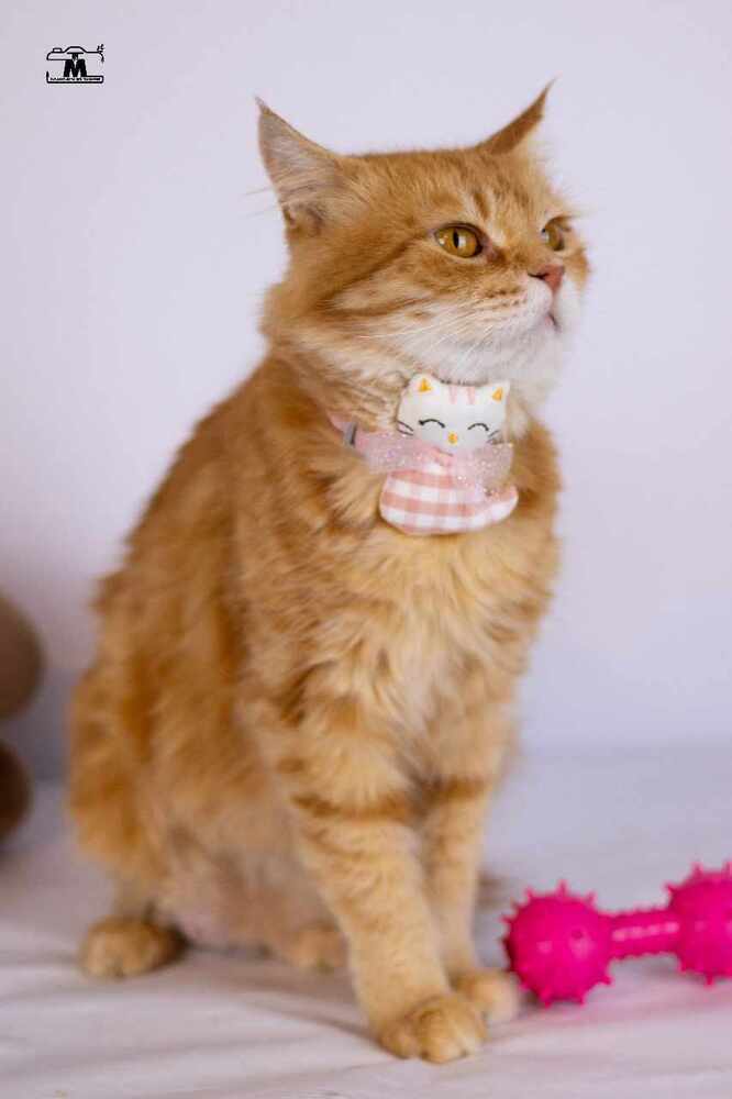 Dolly, an adoptable Egyptian Mau, Persian in WOLCOTT, CT, 06716 | Photo Image 4