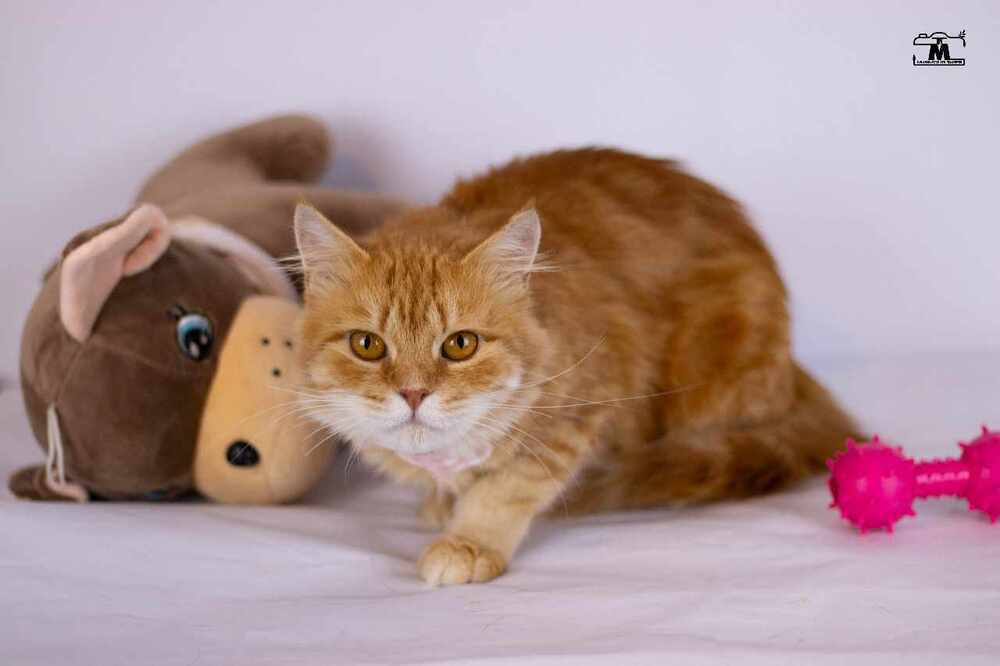 Dolly, an adoptable Egyptian Mau, Persian in WOLCOTT, CT, 06716 | Photo Image 5