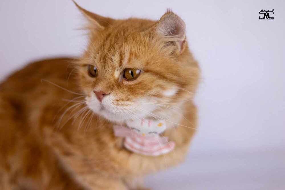 Dolly, an adoptable Egyptian Mau, Persian in WOLCOTT, CT, 06716 | Photo Image 6