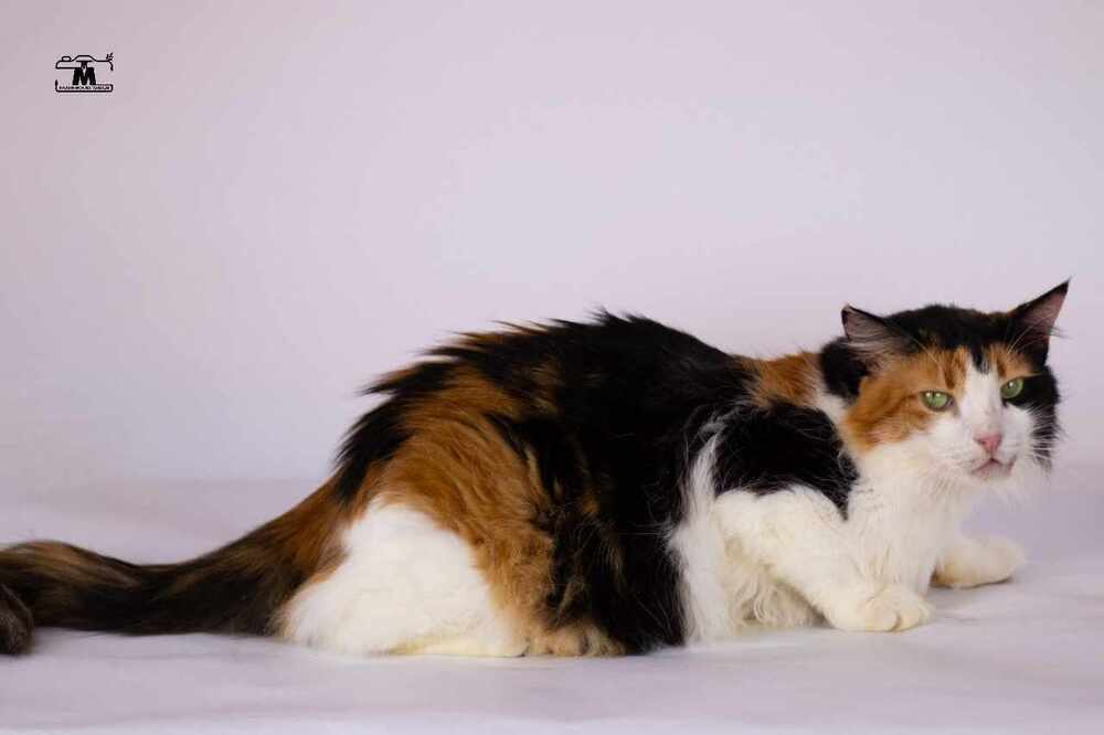 Jessey, an adoptable Egyptian Mau, Persian in WOLCOTT, CT, 06716 | Photo Image 1