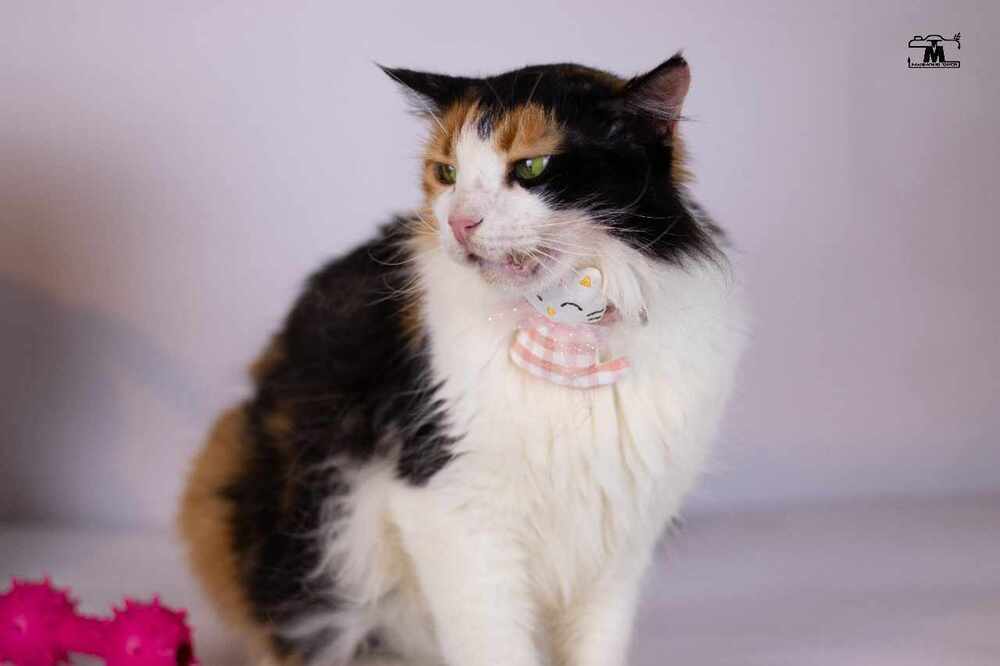 Jessey, an adoptable Egyptian Mau, Persian in WOLCOTT, CT, 06716 | Photo Image 2