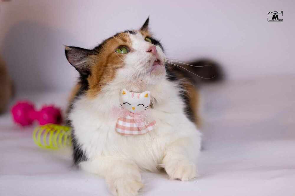 Jessey, an adoptable Egyptian Mau, Persian in WOLCOTT, CT, 06716 | Photo Image 3