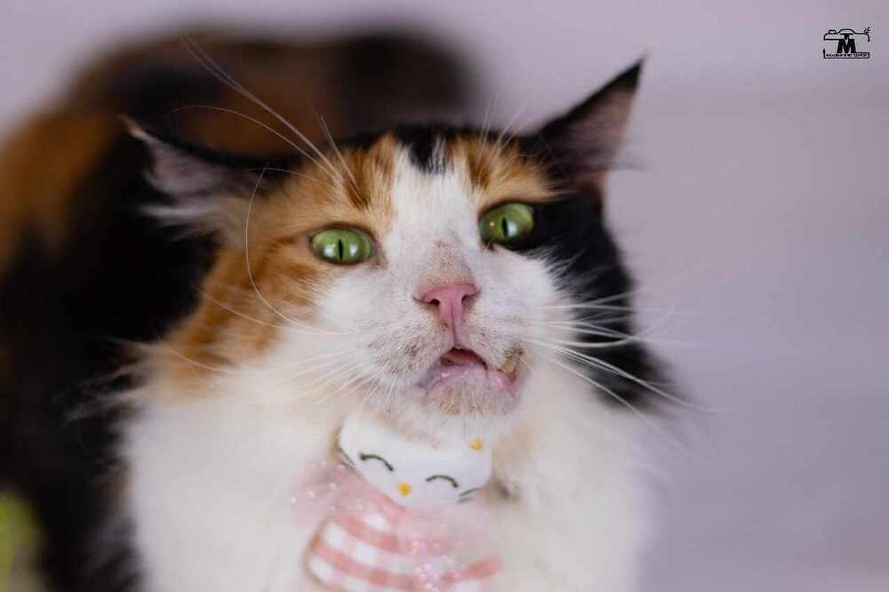 Jessey, an adoptable Egyptian Mau, Persian in WOLCOTT, CT, 06716 | Photo Image 4