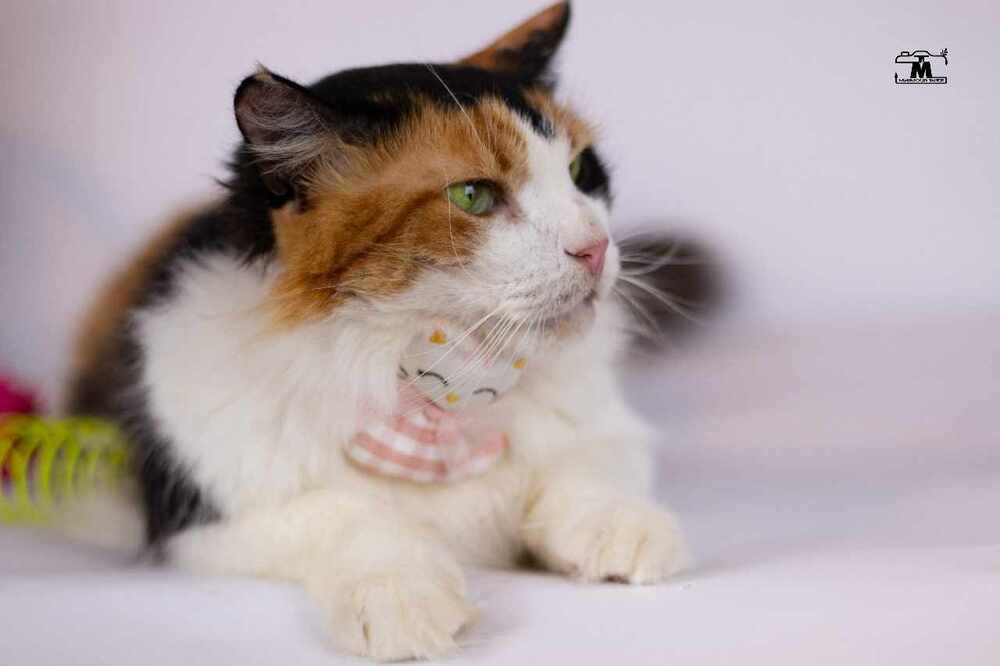 Jessey, an adoptable Egyptian Mau, Persian in WOLCOTT, CT, 06716 | Photo Image 6