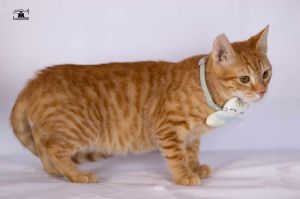 Pumpkin, Adult Male unknown