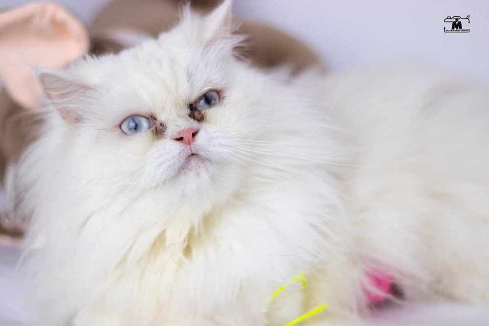 Jewel no cats dogs, an adoptable Persian in WOLCOTT, CT, 06716 | Photo Image 3