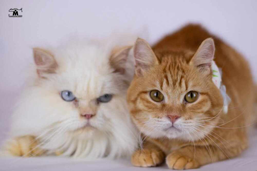 Tico and Rico, an adoptable Himalayan, Egyptian Mau in WOLCOTT, CT, 06716 | Photo Image 2
