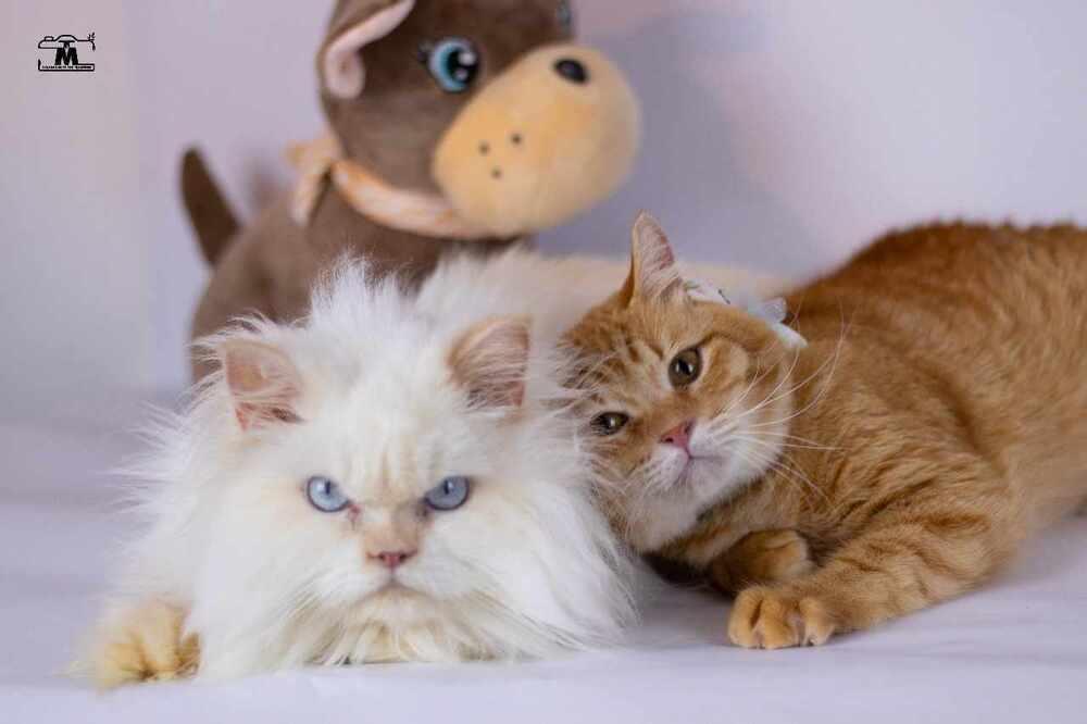 Tico and Rico, an adoptable Himalayan, Egyptian Mau in WOLCOTT, CT, 06716 | Photo Image 3